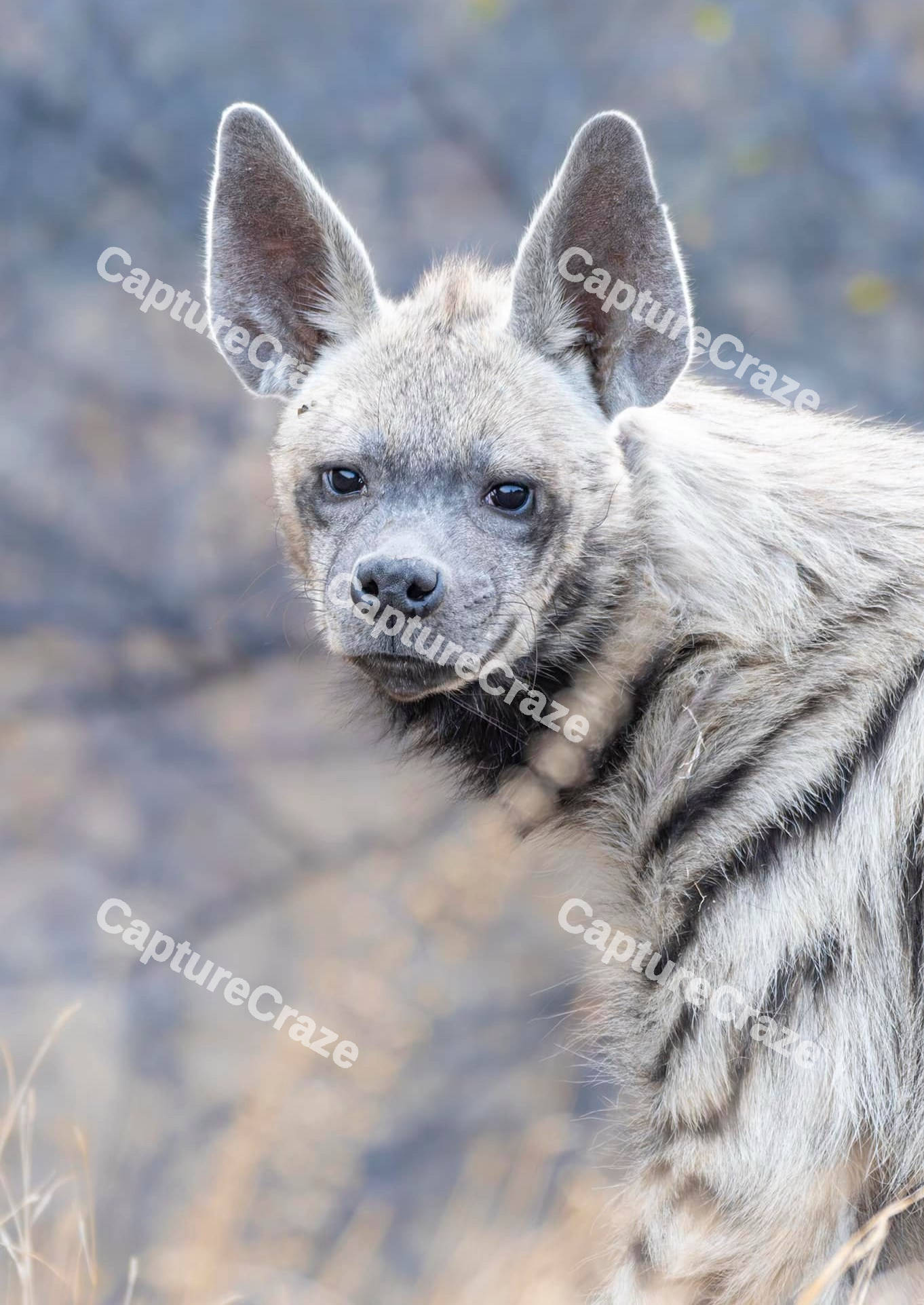 Striped Hyena